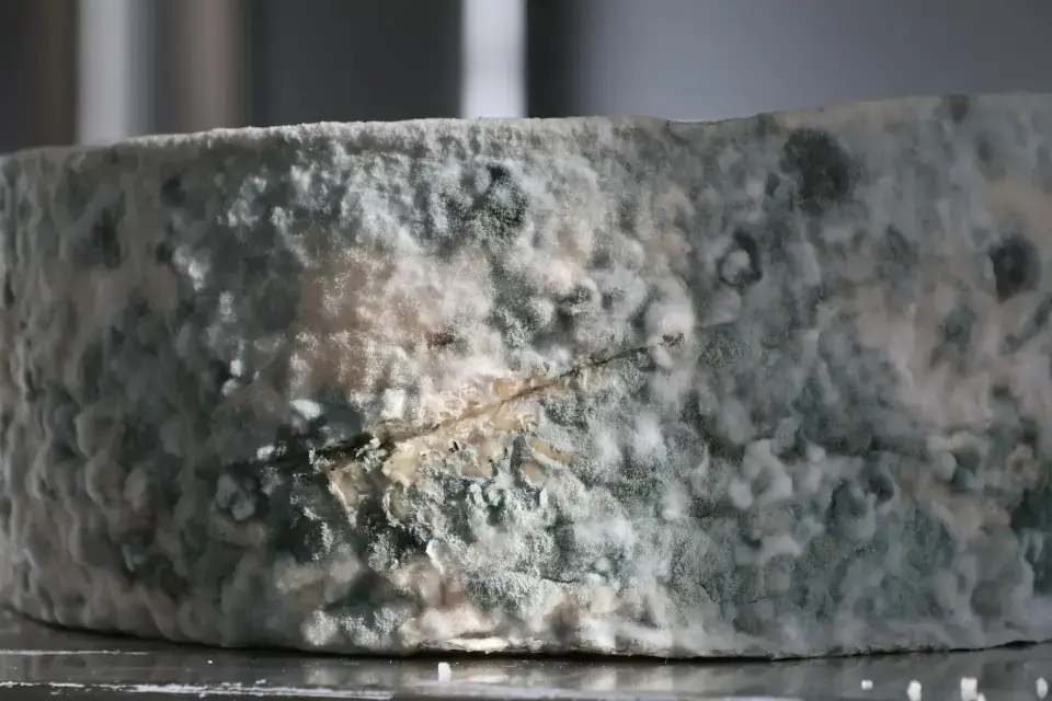 The Danger of Hidden Mold & Mycotoxins — Merrimack